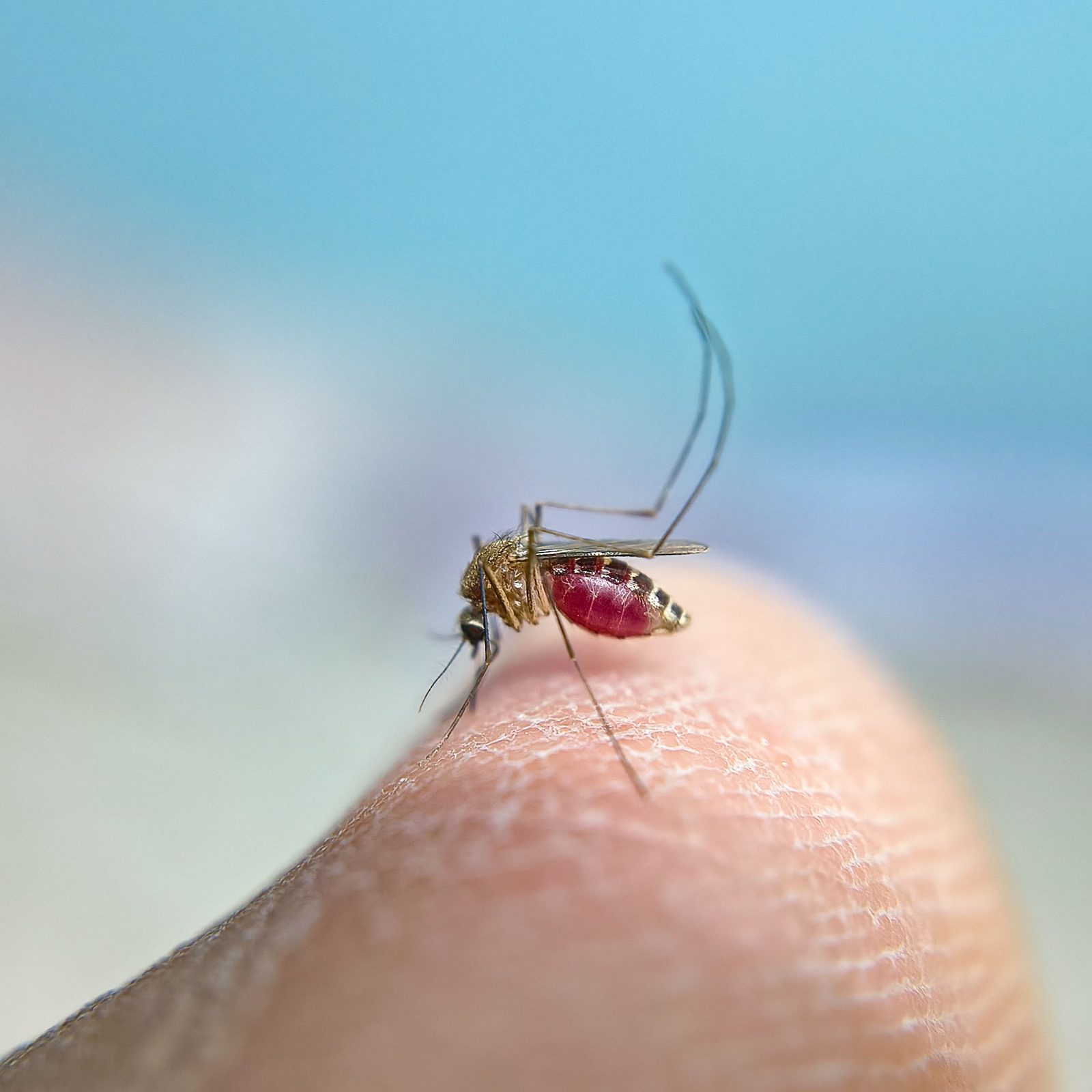 Mosquito Culex pousado sobre a pele, principal transmissor da febre do Nilo Ocidental